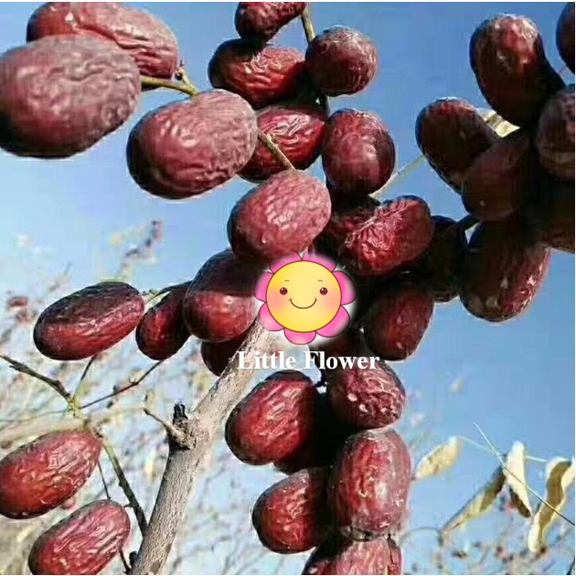 Táo Đỏ Nhược Khương Nguyên Bụi Không Qua Sấy Rửa Hàng Tuyển Chọn
