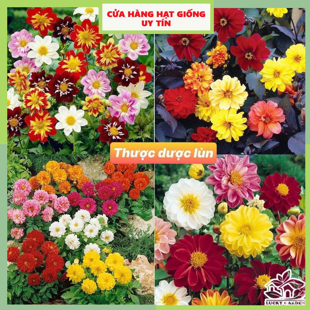 Hạt Giống Hoa Thược Dược Lùn Mix nhiều màu Loại dễ trồng [ gói 100 gram, 200 gram, 500 gram]