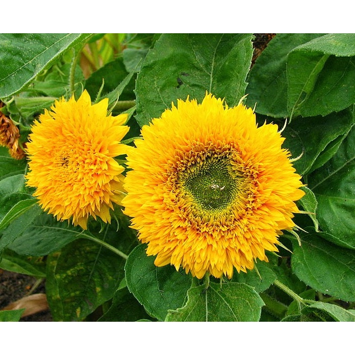 50H - #Hạt_Giống_Hướng_Dương_Kép ( tặng kèm kích mầm và phân bón )