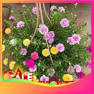 Hạt Giống Hoa Mười Giờ Mỹ Kép Mix - 100 Hạt  VIETGAR