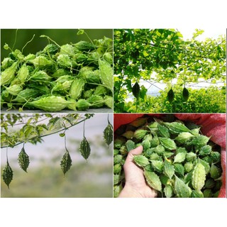 Hạt giống khổ qua rừng (Tốt cho sức khỏe) F1 - 1 gram