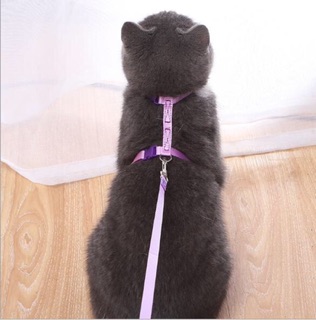 Dây dắt kèm đai cho mèo