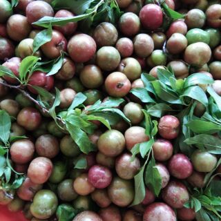 Mận hậu sơn la combo 2kg