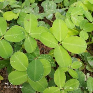 Hạt giống cây Lạc dại 50g