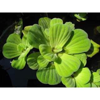 Bèo cái hay bèo tai tượng siêu lọc nước