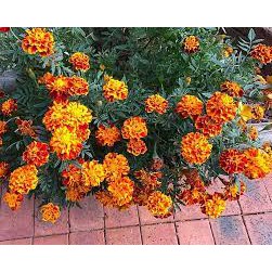 Gói 50 hạt giống hoa cúc vạn thọ tứ quý  nhiều màu pháp