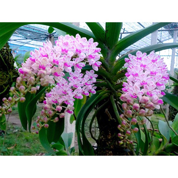 Nano Đồng xịt, phun hoa lan, cây cảnh 100gr, thân thiện với môi trường và sức khỏe con người