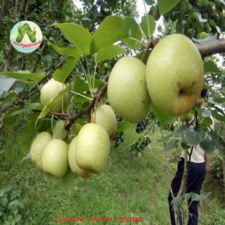 Cây giống Lê vàng