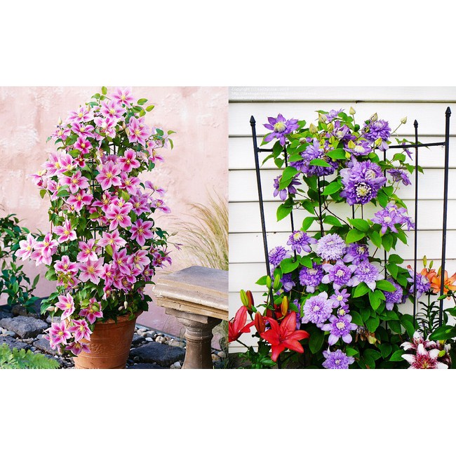 Trọn Bộ Sản Phẩm Trồng Hạt Giống Hoa Ông Lão 50 HẠT giá sỉ