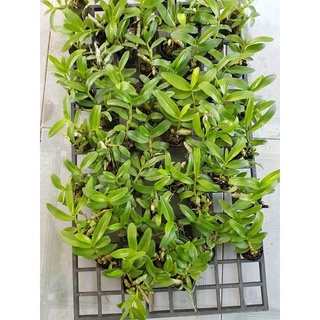 Trầm tím cây giống