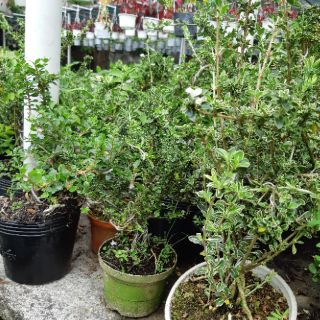 Cây cần thăng bonsai mini