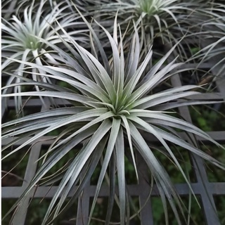 Cây không khí Hồng Hạnh Tillandsia Houston size lớn, cây lọc không khí