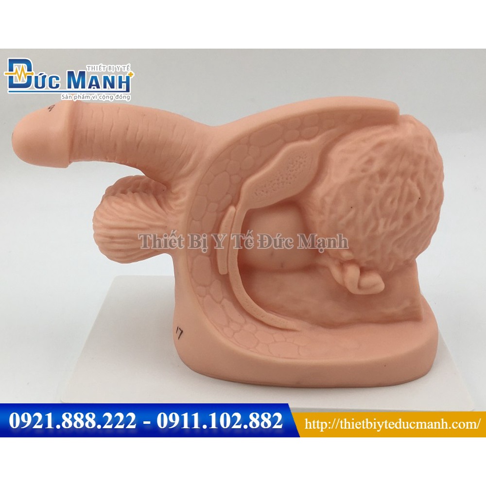Mô hình giải phẫu sinh dục nam