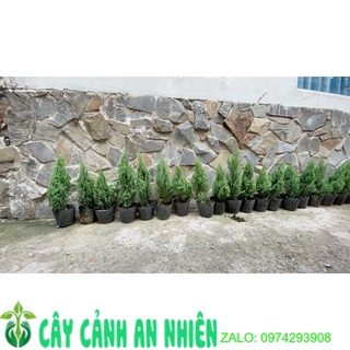 Cây Tùng Cao 40cm (tính cả bầu)
