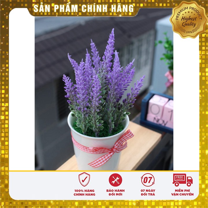 Hạt Giống Hoa Oải Hương tím ( Lavender) gói 50-100 hạt