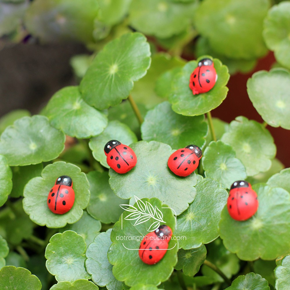 Bọ cánh cam nhỏ - bọ tiểu cảnh, trang trí cây xanh