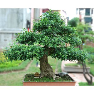 NGUYỆT QUẾ LÙN SIÊU THƠM SIÊU ĐẸP