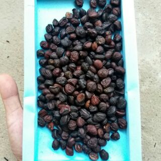 Hạt dổi rừng 50g