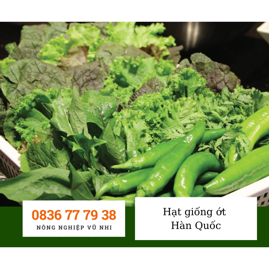 HẠT GIỐNG ỚT  HÀN QUỐC  - hatgiong24h