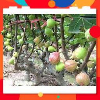 HẠT GIỐNG SUNG MỸ GÓI 10 HẠT