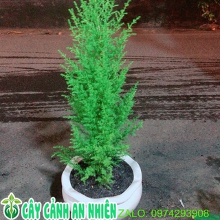 Chậu Tùng Thơm (chỉ giao hoả tốc)