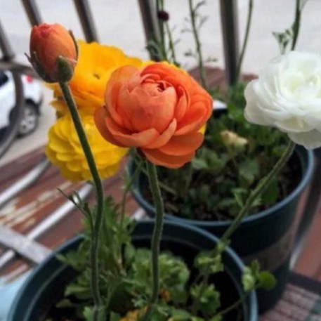 Combo 3 củ hoa hồng mao lương - 3 viên nén kích thích ươm củ