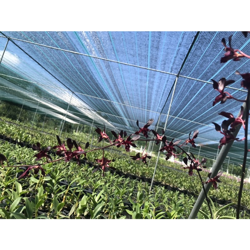 Denro xưa hắc long