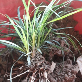 Cây Mạch Môn, tóc tiên,