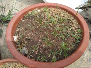 Hạt giống hoa cánh bướm