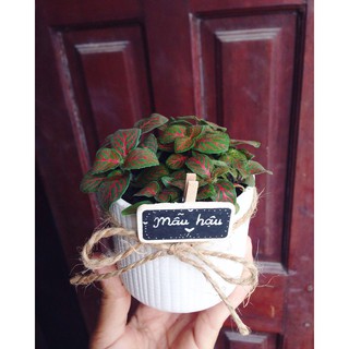 Chậu cẩm nhung sale 20%