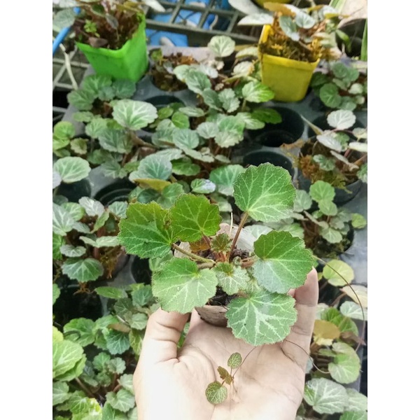 Cây Tai hùm, Saxifraga stolonifera, Strawberry Begonia,chuông san hô Việt thích hợp bán cạn, tiểu cảnh