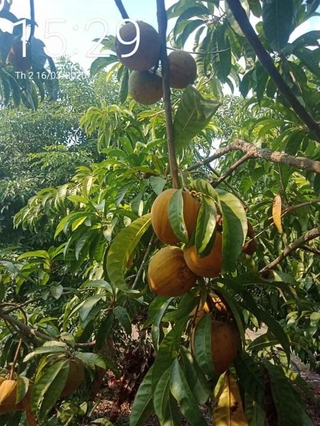 cây lêkima thái .. 8 tháng cây cho trái