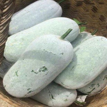 Bí xanh thơm  Đặc sản Sơn La - Thơm, ngon, bổ dưỡng