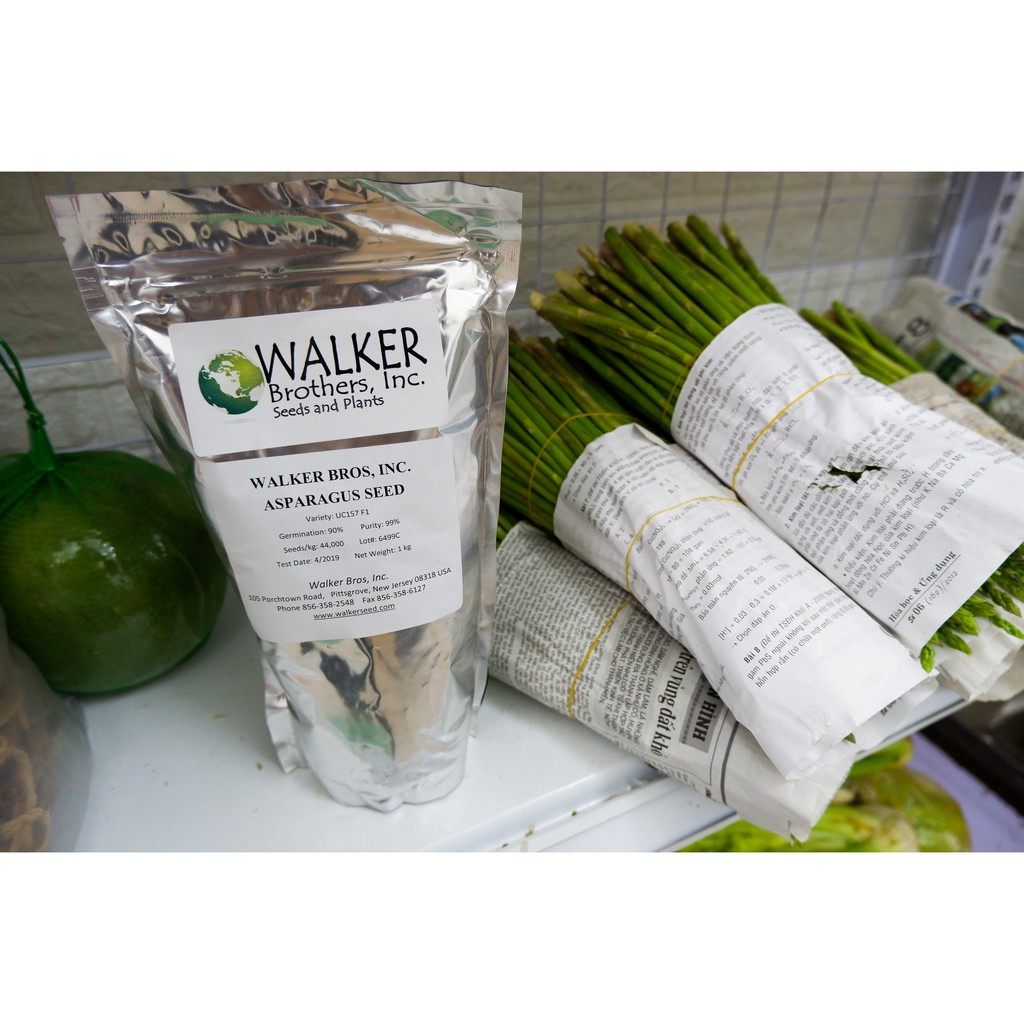 Hạt giống Măng Tây Xanh UC157 USA  đóng gói 5g ~ 220 hạt