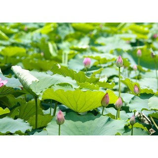Hạt giống hoa sen ta