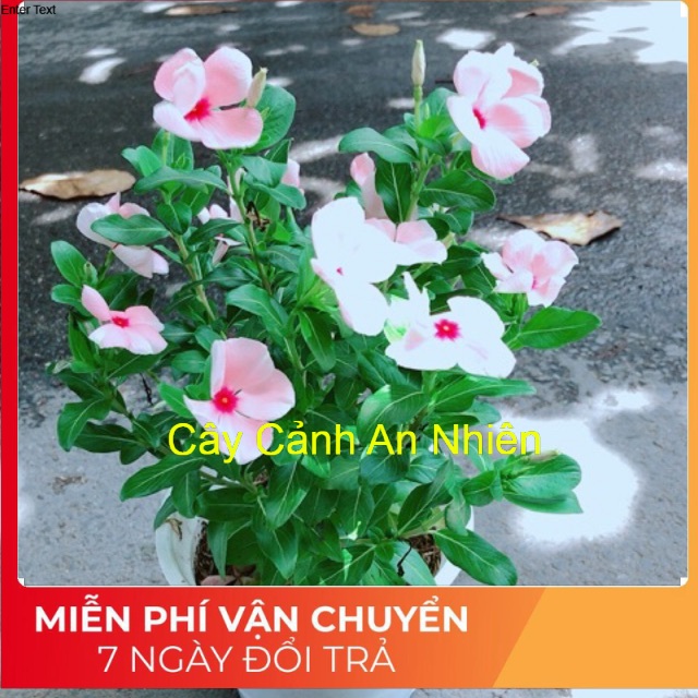 Hoa Dừa Cạn Màu Hồng (có sẵn hoa)