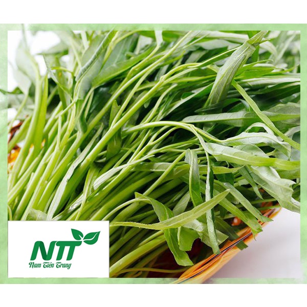 Hạt Giống Rau muống - nảy mầm 100%