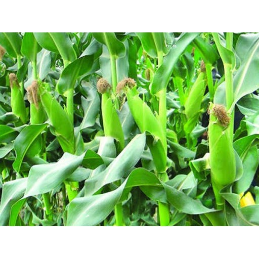 20gr Hạt Giống Bắp Nếp Trắng Tím F1