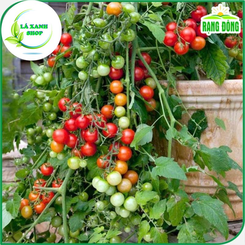 Hạt giống Cà Chua Bi Đỏ Lùn, Trái Sai, Kháng Bệnh Tốt, Trồng Quanh Năm (gói 0.1 gram) - Hạt giống Rạng Đông