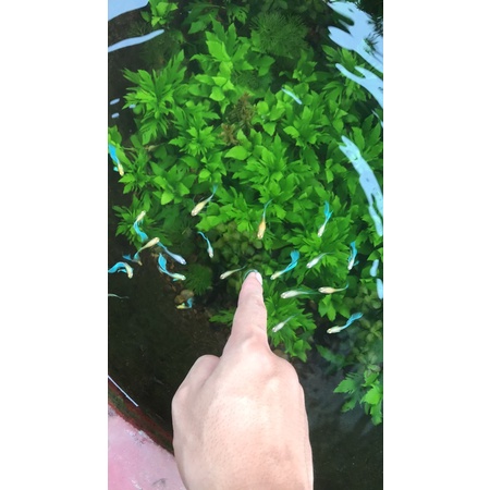 Cây Thuỷ Cúc(1,5k/cây)