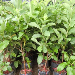 CÂY GIỐNG ỔI NỮ HOÀNG