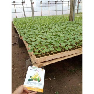 Hạt giống dưa lê M181