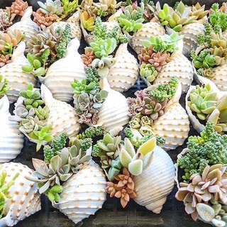 Vỏ ốc trang trí, trồng sen đá, vỏ ốc giấm mè
