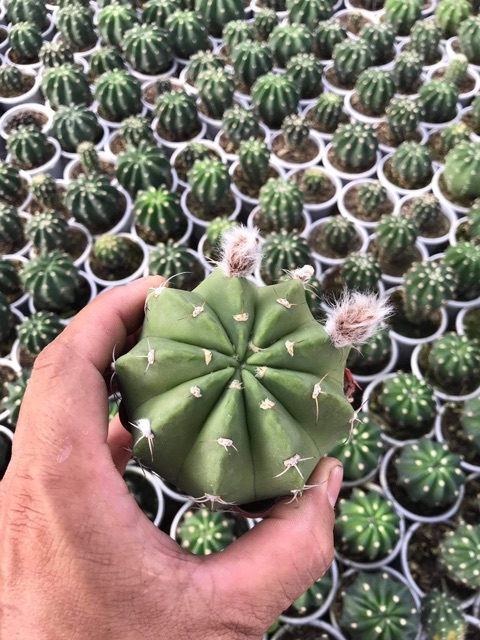 XƯƠNG RỒNG ECHINO HOA MÀU