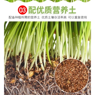 BỘ KIT TRỒNG CỎ CHO MÈO - HẠT LÚA MẠCH