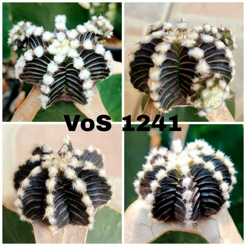 Gói 100 hạt xương rồng Gym VOS 1241 mix màu ( xanh,tím, đỏ, bạc)