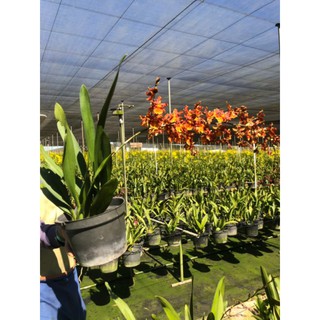 Hoa lan Vũ nữ cam lửa đang nụ đẹp