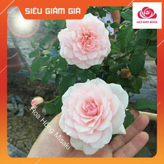 Hoa hồng Nhật Misaki Rose đẹp tuyệt trần- Vườn Hoa Melinhrose
