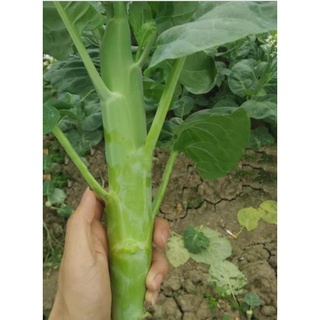 6gram ~ 2000 hạt giống cải làn thân to - rau cải ngồng