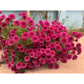 10 cây giống cúc Ngọc Bích